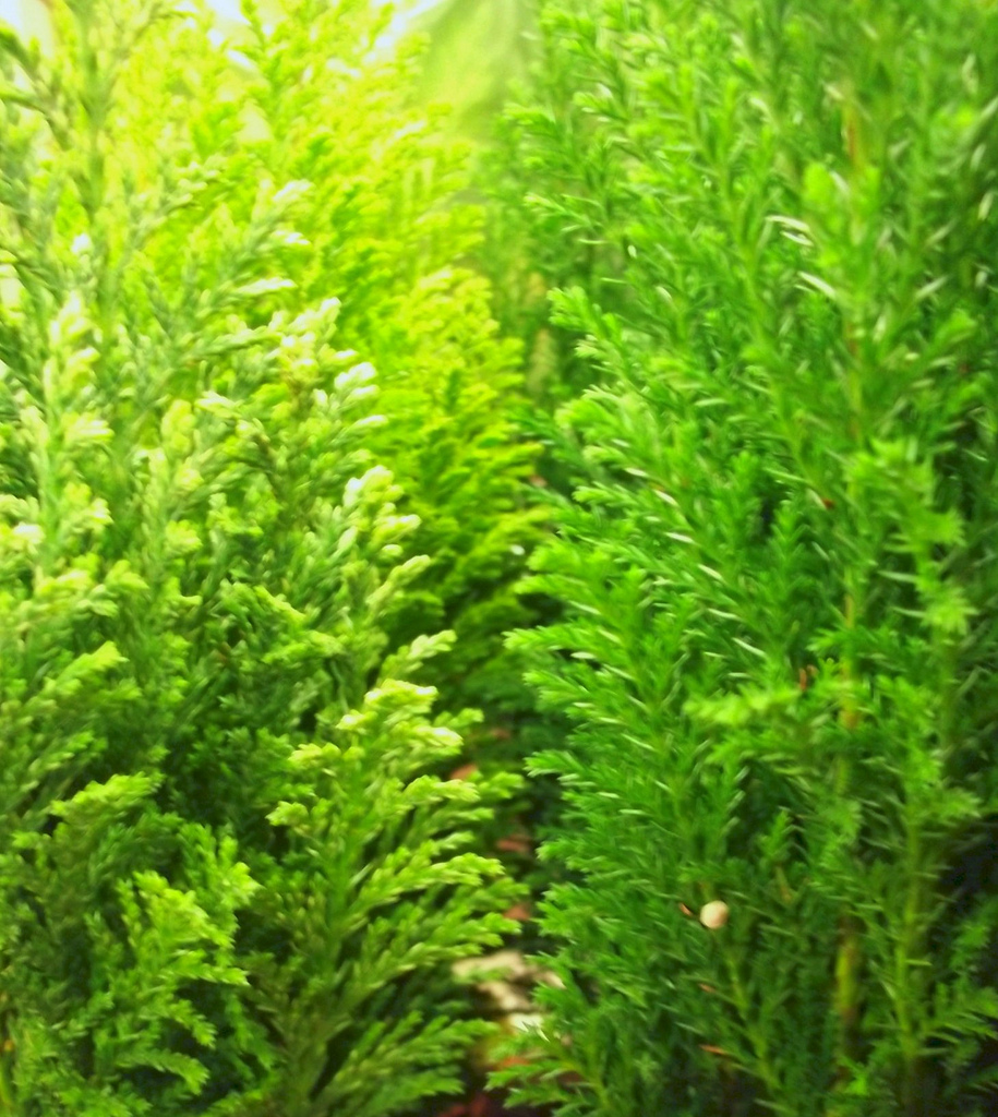 معرفی و راهنمای پرورش درختان زینتی - شبه سرو لاوسون / کامیس پاریس